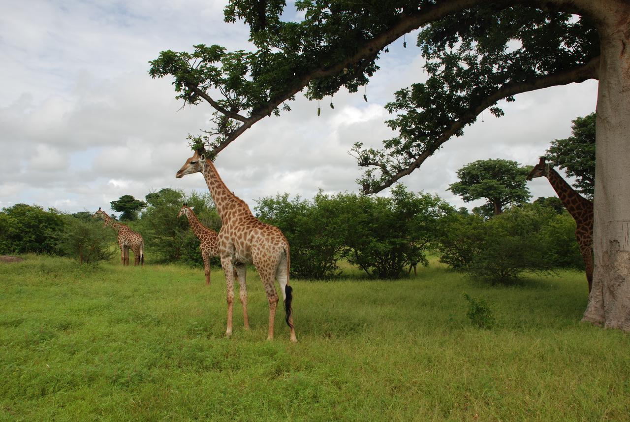 Safari Village Saly Dış mekan fotoğraf